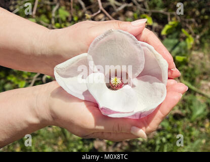 Femme rose fleur de magnolia dans ses paumes à l'extérieur dans le jardin. Banque D'Images