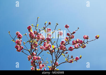 Fleurs de magnolia arbre sur ciel bleu au printemps. Banque D'Images