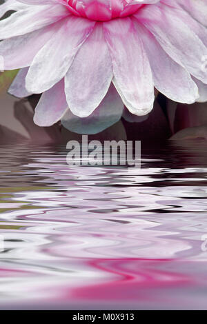 Amazon lilly fleur avec de l'eau la réflexion. Jardins d'eau, de l'Oregon Hughes Banque D'Images