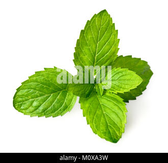 Libre de feuilles de menthe douce frais isolé sur fond blanc Banque D'Images