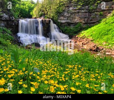 Blackwater Falls iconique dans West Virginia Banque D'Images