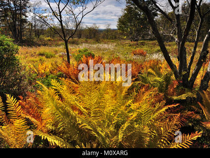 Fougères d'automne brillant en Canaan Valley West Virginia Banque D'Images