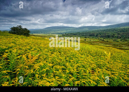 Une prairie de verge en Canaan Valley National Wildlife Refuge en Virginie de l'Ouest Banque D'Images