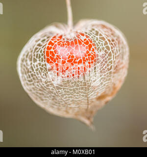 Un plan macro sur le squelette d'une capsule fleur lanterne chinoise. Banque D'Images