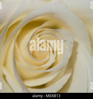 Un plan macro sur une rose blanche. Banque D'Images