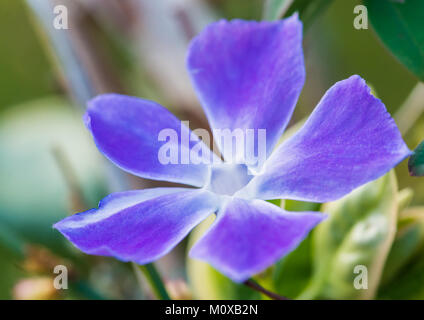 Un plan macro sur une fleur bleu pervenche. Banque D'Images