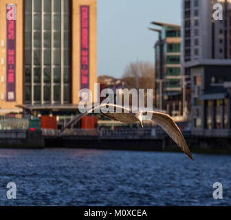 Seagull flying over river Tyne à Newcastle avec le Baltic Centre for Contemporary Art à l'arrière-plan Banque D'Images