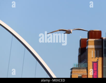 Seagull flying over river Tyne à Newcastle avec un article de la Gateshead Millennium Bridge et Baltic Centre for Contemporary Art à l'arrière-plan Banque D'Images