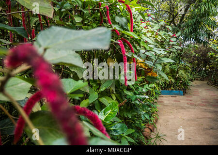Jardín de voies par Donarían Caridad Viñales, Cuba en Banque D'Images