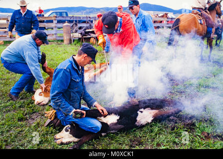 Ranch voisins geld et marque veaux à un Cattle Roundup et de marque dans le Dakota du Sud. Banque D'Images