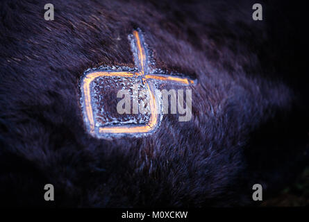 Ranch voisins geld et marque veaux à un Cattle Roundup et de marque dans le Dakota du Sud. Banque D'Images