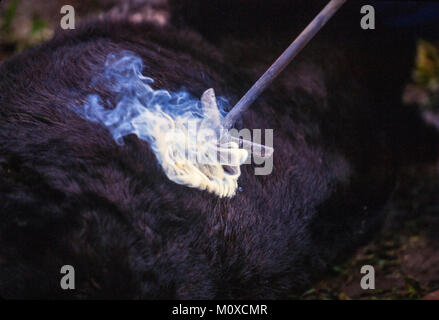 Ranch voisins geld et marque veaux à un Cattle Roundup et de marque dans le Dakota du Sud. Banque D'Images