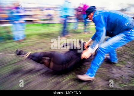 Ranch voisins geld et marque veaux à un Cattle Roundup et de marque dans le Dakota du Sud. Banque D'Images