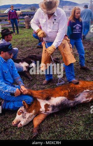 Ranch voisins geld et marque veaux à un Cattle Roundup et de marque dans le Dakota du Sud. Banque D'Images