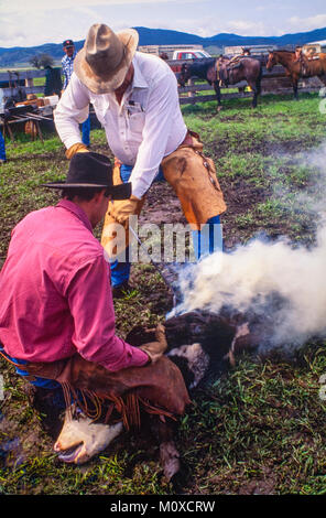 Ranch voisins geld et marque veaux à un Cattle Roundup et de marque dans le Dakota du Sud. Banque D'Images