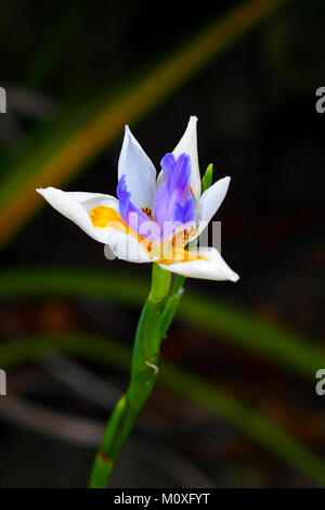 Close up of Iris fleur sauvage, Nouvelle-Zélande Banque D'Images