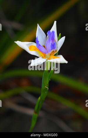 Close up of Iris fleur sauvage, Nouvelle-Zélande Banque D'Images