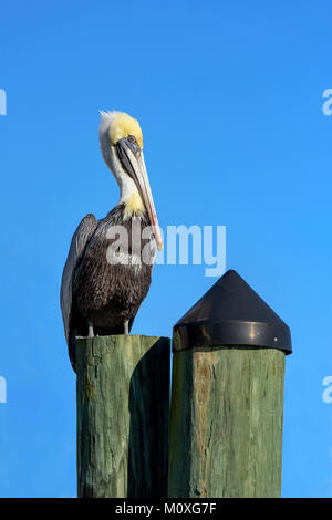 Pélican brun debout sur pilotis au destin harbor, Florida Banque D'Images