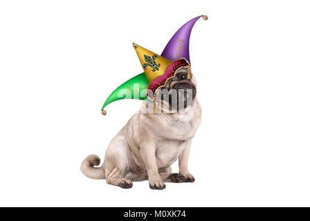 Carnaval Mardi gras mignon chiot pug dog s'asseoir avec les arlequins jester hat, isolé sur fond blanc Banque D'Images