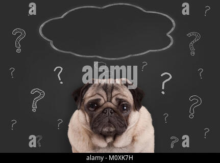 Gros plan du chiot pug dog sitting in front of blackboard chalk dessiné à la main avec des signes d'interrogation et bulle pensée vierge Banque D'Images