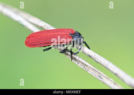 Net Golden-winged beetle soldat, Dictyopteris aurora Banque D'Images