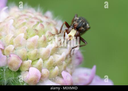 Buse rouilleuse Bee-grabber fly, Sicus ferrugineus, se nourrissant du nectar de field scabious, Knautia arvensis Banque D'Images