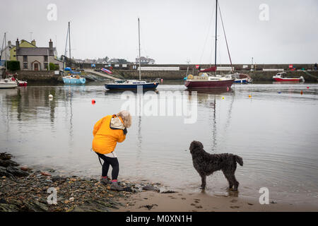 Dame en noir avec sa veste jaune Labradoodle chien sur le bord de Cemaes Harbour, Szigetszentmiklós, Anglesey, Pays de Galles Banque D'Images