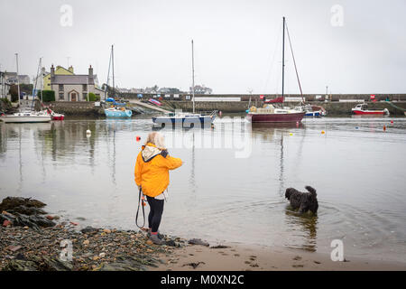 Dame en noir avec sa veste jaune Labradoodle chien sur le bord de Cemaes Harbour, Szigetszentmiklós, Anglesey, Pays de Galles Banque D'Images