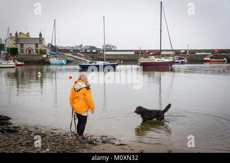 Dame en noir avec sa veste jaune Labradoodle chien sur le bord de Cemaes Harbour, Szigetszentmiklós, Anglesey, Pays de Galles Banque D'Images