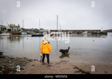 Dame en noir avec sa veste jaune Labradoodle chien sur le bord de Cemaes Harbour, Szigetszentmiklós, Anglesey, Pays de Galles Banque D'Images