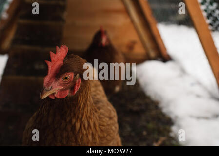 Poulets brun accueil coup de poulet à l'arrière-cour, en hiver. Banque D'Images