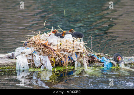 Gallinule poule-d'oisillons dans leur nid côté canal Banque D'Images