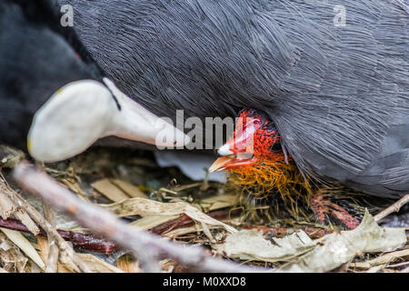 Gallinule poule-d'eau et chick, côté canal. Banque D'Images