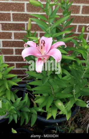 Lilium en fleurs de lys ou poussant dans un pot Banque D'Images