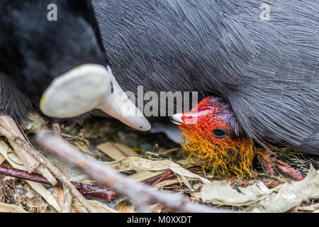 Gallinule poule-d'eau et chick, côté canal. Banque D'Images