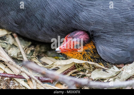 Gallinule poule-d'eau avec c'est chick, côté canal,la nidification. Banque D'Images