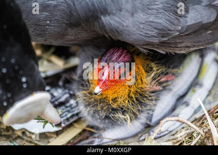 Gallinule poule-d'eau avec c'est chick, côté canal,la nidification. Banque D'Images