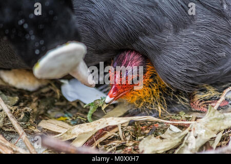 Gallinule poule-d'eau et chick, côté canal. Banque D'Images