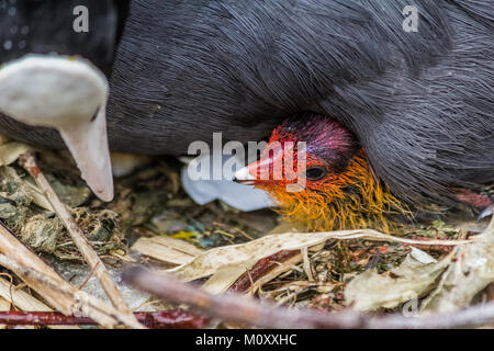 Gallinule poule-d'eau avec c'est chick, côté canal,la nidification. Banque D'Images