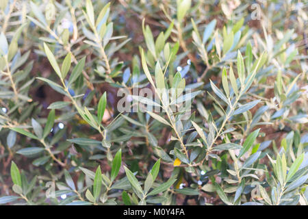 Arbre généalogique Olive avec arrière-plan flou. Les branches avec des feuilles vertes. Vue en gros avec plus de détails. Banque D'Images