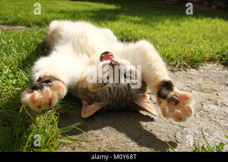 Un chat est couché dans l'herbe et profiter du soleil. Elle est en train de dormir et rêver.ressemble à crier et est assez amusant. Banque D'Images