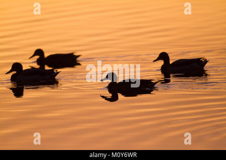 Quatre Canards colverts dans un lac au coucher de soleil Banque D'Images