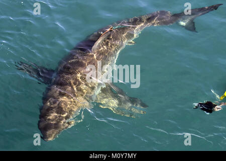 Grand requin blanc (Carcharodon carcharias) dans l'eau.océan Pacifique près de la côte de l'Afrique du Sud Banque D'Images