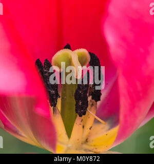 Une macro shot à l'intérieur d'une fleur de tulipe rouge. Banque D'Images