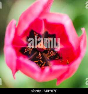 Une macro shot à l'intérieur d'une tulipe rouge. Banque D'Images