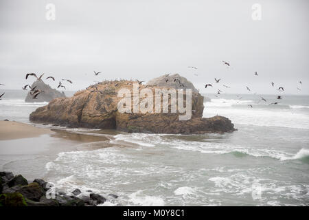 Les oiseaux de la sauvagine à Sutro Baths San Francisco Banque D'Images