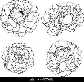Vector set silhouettes de fleurs isolées à la main Illustration de Vecteur