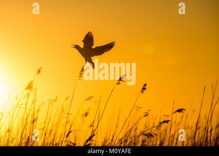 Silhouette d'en vol au coucher du soleil. Vol d'une mouette noir. Rétroéclairage. goélands voler contre le jaune fond coucher de soleil . Mouette à tête noire Banque D'Images