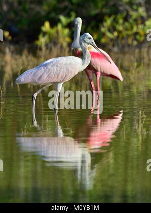 La Spatule rosée (Platalea ajaja) (parfois placé dans son propre genre Ajaja) Banque D'Images