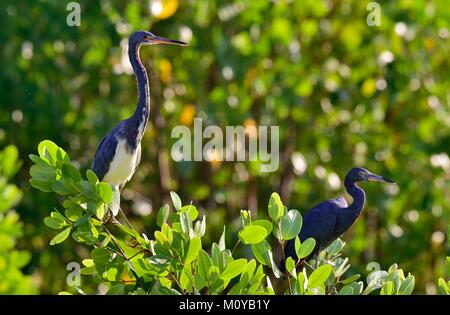 Aigrette tricolore (Egretta tricolor) et blue heron peu Banque D'Images